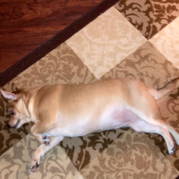 Meet your Posher, Helena - Picture 2 of 4